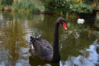 LA TEORÍA DEL CISNE NEGRO. 9 CLAVES PARA 